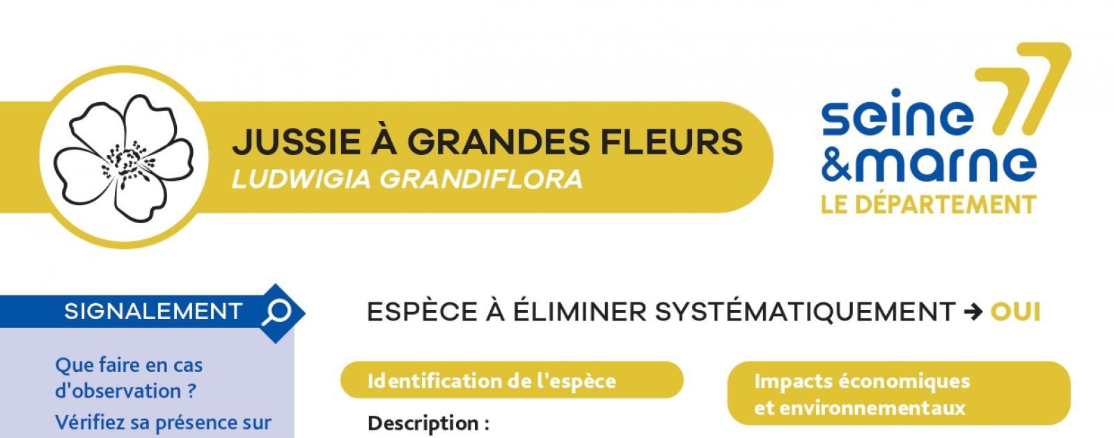 Fiche de reconnaissance EEI - Jussie | Eau en Seine-et-Marne