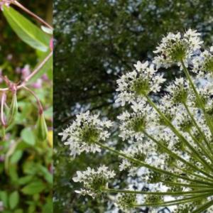 https://eau.seine-et-marne.fr/sites/eau.seine-et-marne.fr/files/styles/300x300/public/media/images/balsamine-de-lhimalaya-et-berce-du-caucase.jpg?itok=0JhGRhjl