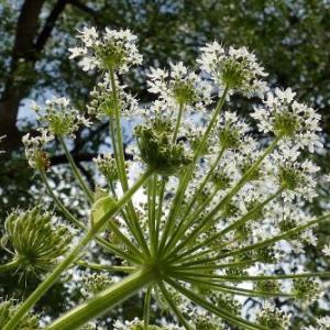 https://eau.seine-et-marne.fr/sites/eau.seine-et-marne.fr/files/styles/300x300/public/media/images/fleurs-berce-du-caucase-vignette.jpg?itok=yYDxZYvl
