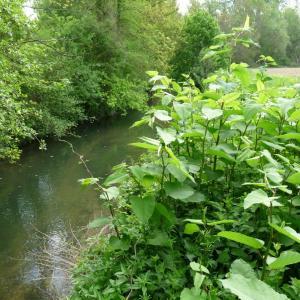 https://eau.seine-et-marne.fr/sites/eau.seine-et-marne.fr/files/styles/300x300/public/media/images/renouee_0.jpg?itok=sNv6TdmW