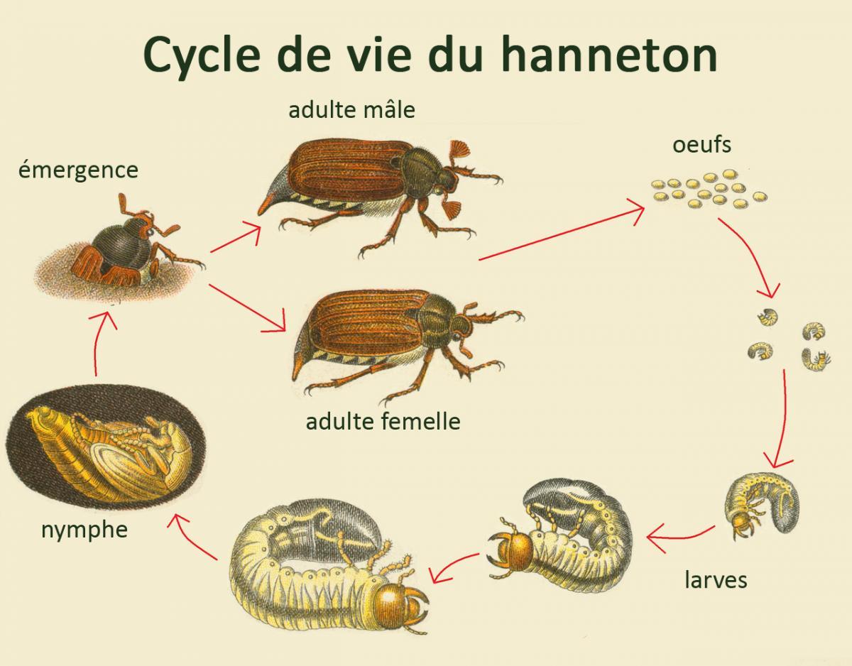 Cycle de vie du hanneton. La larve évolue sous terre sous forme de "ver blanc", se nymphose, puis émerge de terre sous forme de hanneton adulte