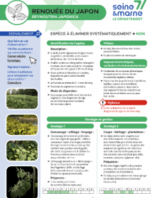 Aperçu Fiche de reconnaissance EEI - Renouée du Japon