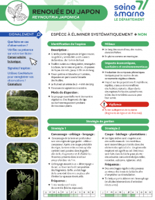 Aperçu Fiche de reconnaissance EEI - Renouée du Japon