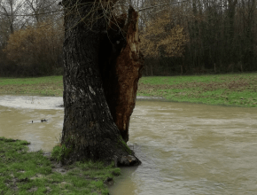 Agrandir l’image