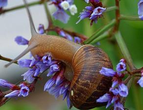 Escargot