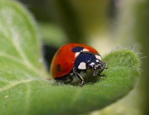 Coccinelle à 7 points adulte