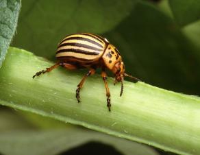 Doryphore adulte, un coléoptère aux aux élytres jaunes rayés de noir qui s'attaque à la pomme de terre.