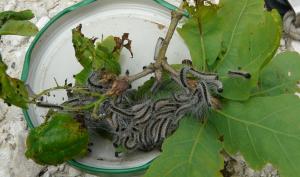 hero chenilles processionnaires du chêne