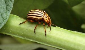Doryphore adulte, un coléoptère aux aux élytres jaunes rayés de noir qui s'attaque à la pomme de terre.
