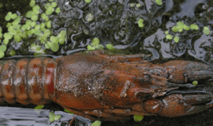Ecrevisse rouge orange foncée dans l'eau