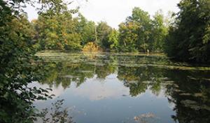 Etang de l'ENS  "Basses Godernes" à Champagne-sur-Seine