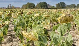 Champ de tournesol avec les feuilles et fleurs tombantes, le sol est asséché.