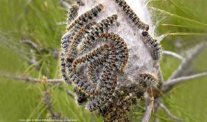 Nid de chenilles processionnaires du pin