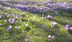Crocus