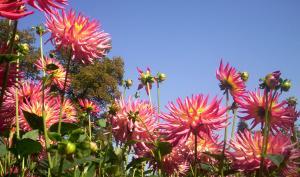 Dahlias