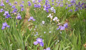 Iris