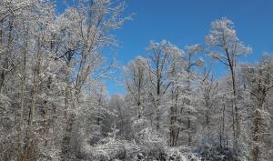 Arbres gelés enneigés