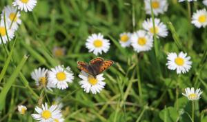 Papillon sur paquerettes