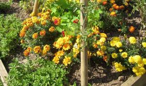 Tomates, oeillets, capucines