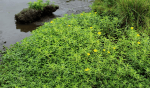 Tapis de Jussie vert clair avec des feuilles jaune proche d'un plan d'eau