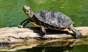 Une tortue de Floride sur une branche au sein d'un milieu aquatique