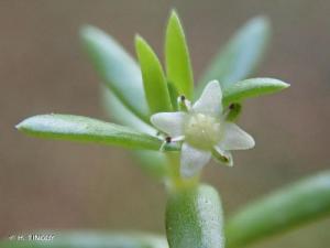 Zoom sur une petite plante verte avec feuille fine vert clair et sur sa fleur blanche à 4 pétales.