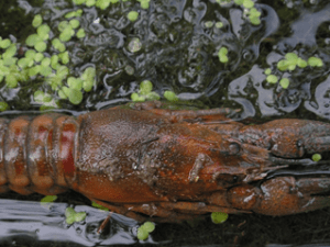 Ecrevisse rouge orange foncée dans l'eau
