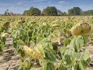 Champ de tournesol avec les feuilles et fleurs tombantes, le sol est asséché.