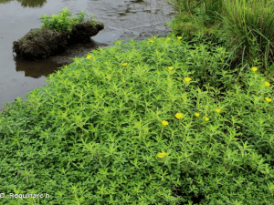 Tapis de Jussie vert clair avec des feuilles jaune proche d'un plan d'eau