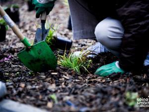 Equipés de gants et de pelles, des collégiens plantent des vivaces sur un sol paillé
