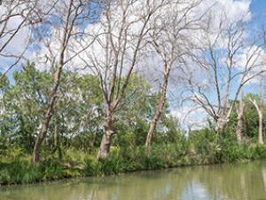 Platanes atteints du chancre le long du canal du midi Agde