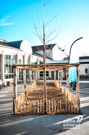 Des arbres plantés au sein d'un espace d"simperméabilisé et paillé dans une cour de collège