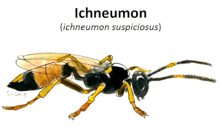 Ichneumon