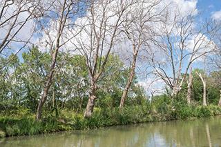 Platanes atteints du chancre le long du canal du midi Agde