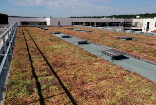 Sedum sur une toiture, couleur vert et rouge orangé, le toit est incliné