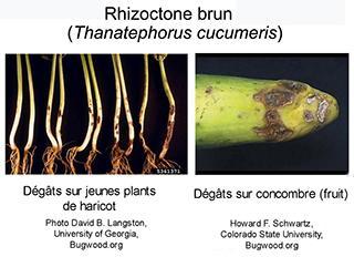Rhizoctone brun