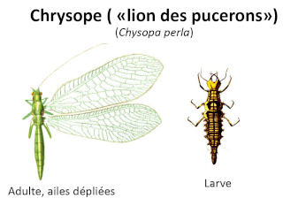 Chrysopes