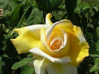 Rose de couleur jaune