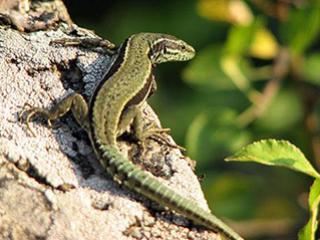 Lézard des murailles