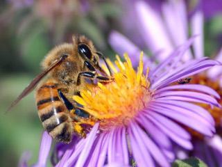 Une abeille en train de butiner une fleur