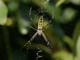 Une araignée "Argiope frelon" dont l'abdomen est rayé jaune, postée au milieu de sa toile
