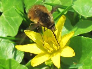 Un bombyle en train de butiner une fleur avec sa longue trompe. L'insecte trapu est très velu, avec une paire d'ailes membraneuses