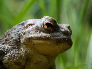 Crapaud commun