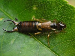 Un forficule, coléoptère munie de "pinces" à l'extrémité de l'abdomen