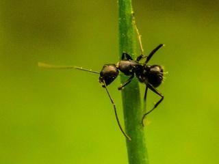 Fourmi noire en haut d'une herbe