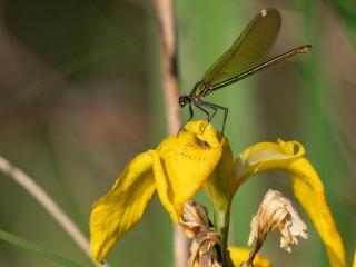 Iris des marais calopterix