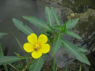 Fleur jaune de la jussie à 5 pétales