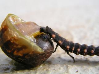 une larve de ver luisant attaque un escargot