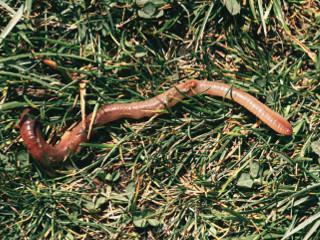 lombric (ver de terre) se déplaçant sur l'herbe