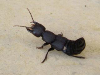Un staphyline, coléoptère noir. Il relève son abdomen quand il se sent menacé.